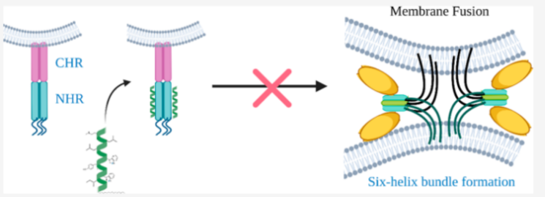 图6：磺酰基-γ-AA肽抑制HIV-1与细胞融合的机制